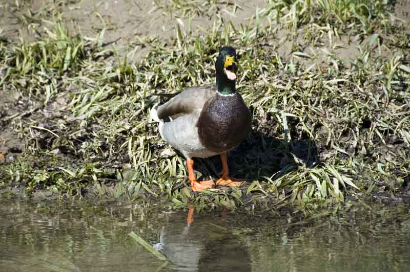 Pato - Besalú - Girona - Catalunya 2.jpg